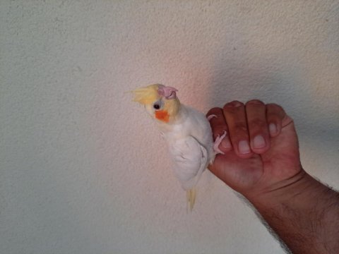 3-4 aylık lutino sultan papağanı