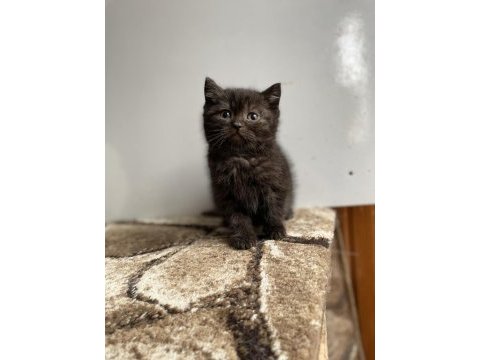 Ods eye chocolate british shorthair