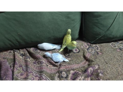 Yeni yeme düşmüş yavru muhabbet kuşları