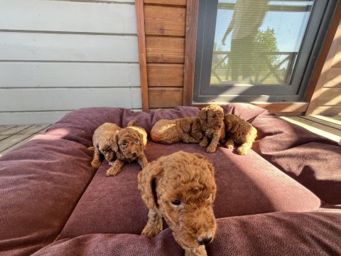 Anne altından red-brown toy poodle yavruları