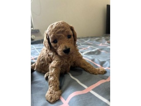 Ankara toy poodle