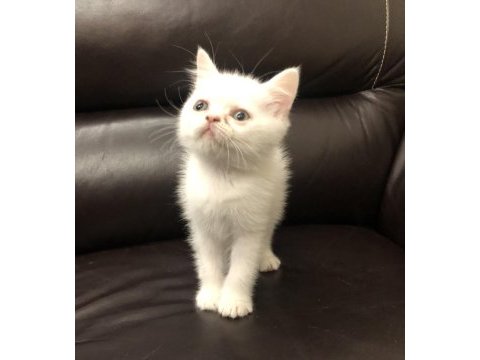 Safkan british shorthair