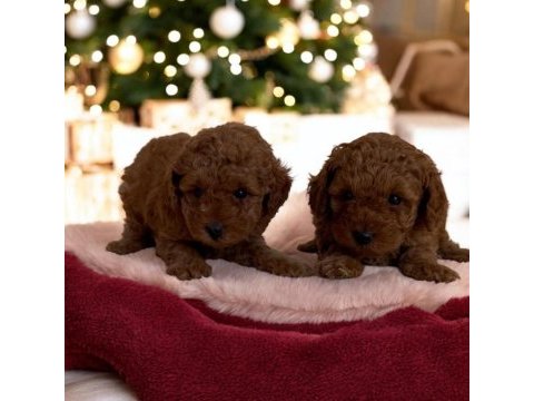 Toy poodle yavrusu sevimli yumurcaklar