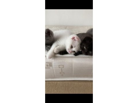 60 günlük yavru kediler siyah gri ve beyaz