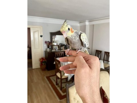 Yavru pearl sultan papağanı
