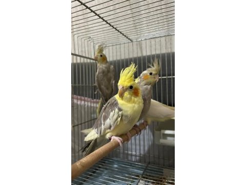 Yavru sultan papağanlar