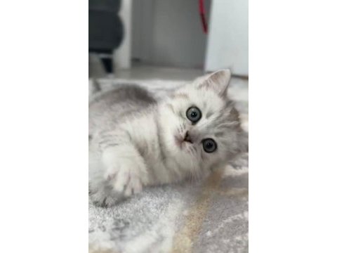 British shorthair 2 aylık erkek kedi mama parasına