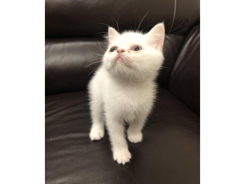 Safkan british shorthair