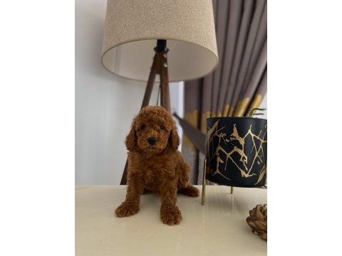 Red brown toy poodle yavrumuz