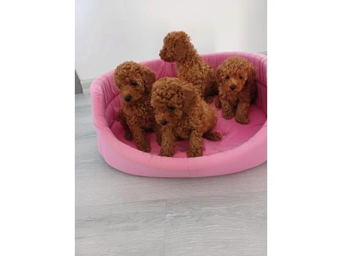 Ankaranın en kaliteli kore redbrown toy poodle yavruları