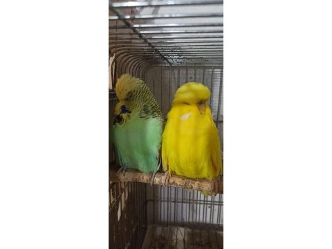 Satılık show jumbo muhabbet kuşlar sultangazi