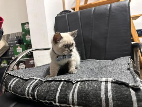 British shorthair blue points erkek yavrumuz