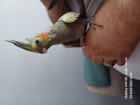 Geveze konuşan melodili öten sultan papağanı