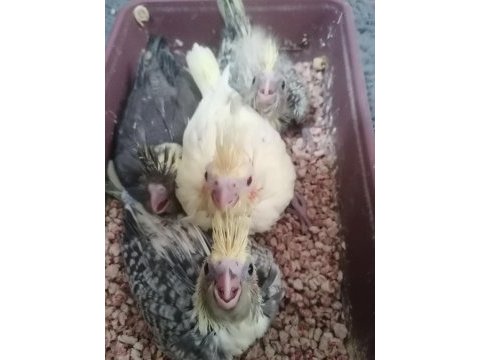 1 aylık sultan papağanı yavruları