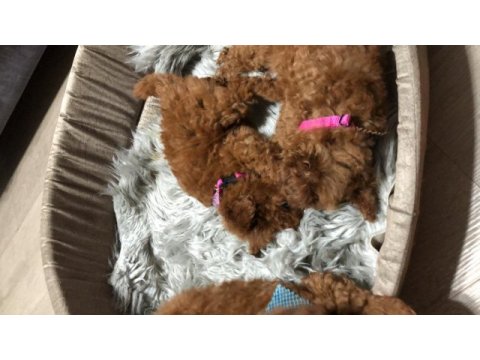 Teacup toy poodle