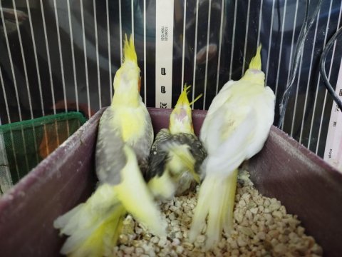 Her eve lazım rengarenk sultan papağanı bebekler