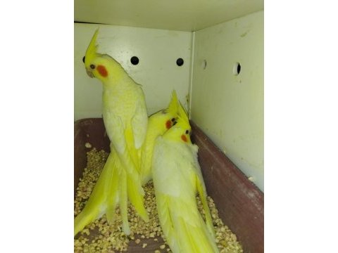 Yavru lutino ve grey sultan papağanları