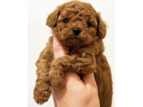 Irk garantili toy poodle yavrular