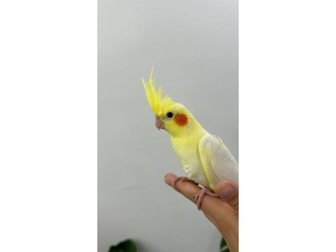 Yeme düşmüş lutino sultan papağanı yavrusu