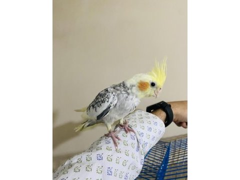 11 aylık yavru pied sultan papağanı