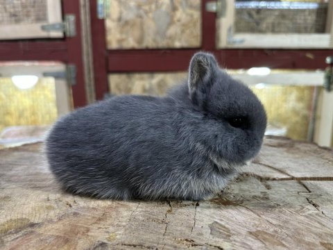 Hollanda cüce tavşan blue otter