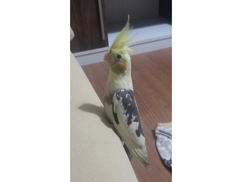 Henüz altı aylık dişi sultan papağanı