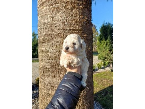 Beyaz tatlı toy poodle