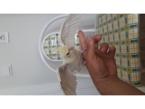 8 aylık lutino kırmızı göz sultan papağanı