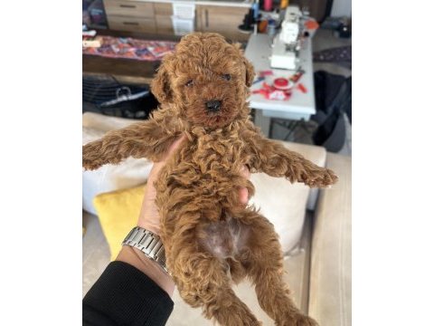 Son 2 red brown toy poodle yavrularımız