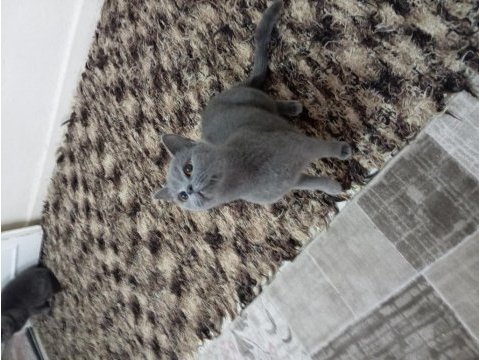 Ailevi nedenlerden dolayı verilecek british shorthair