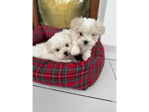 Minyatür maltese terrier köpekler