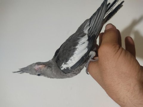 Ele kola alışık bebek sultan papağanı