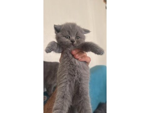 British shorthair ve scottish fold yavrular