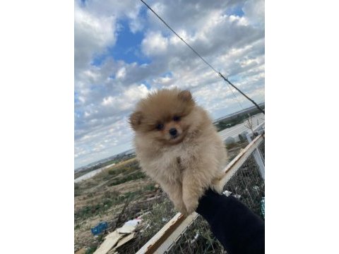 A kalite pomeranian mavi göz