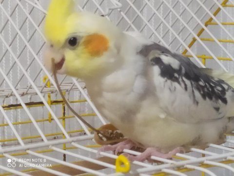 Sağlıklı yavru sultan papağanı