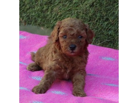 Exotıc pet club toy poodle