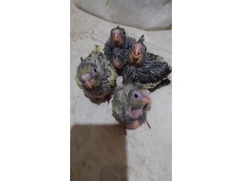 1 aylık yavru sultan papağanları