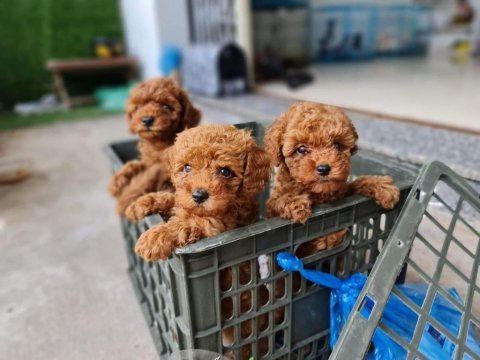 Korekan ırk garantili toy poodle yavrular