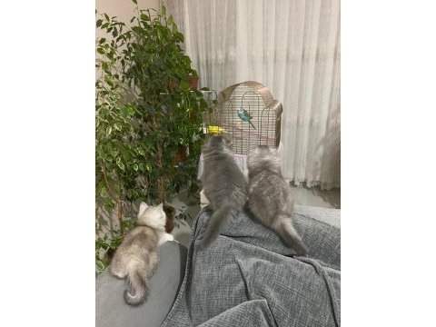 Kedimiz papağanla takas olur