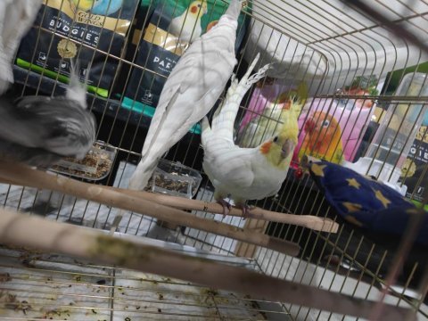 El besleme sultan papağanı yavrularımız