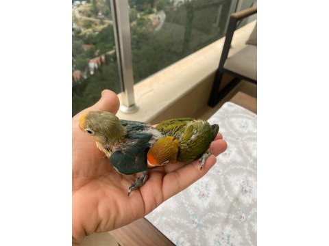 El besleme mutasyon cennet papağanı bebekler