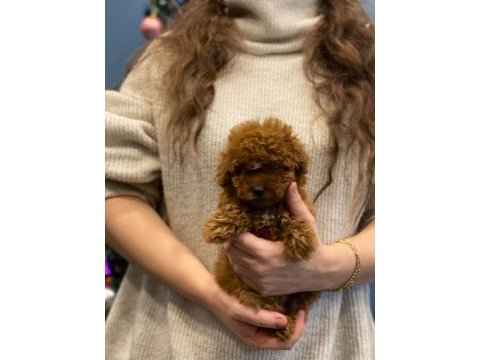 Ev doğumu toy poodle bebekler