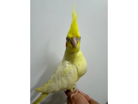 Eğitimli yavru sultan papağanları 6