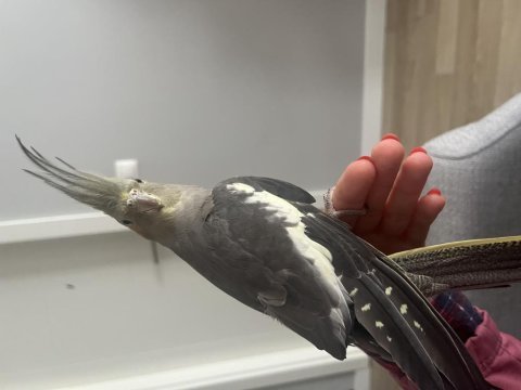 Sultan papağanı yavru istanbul