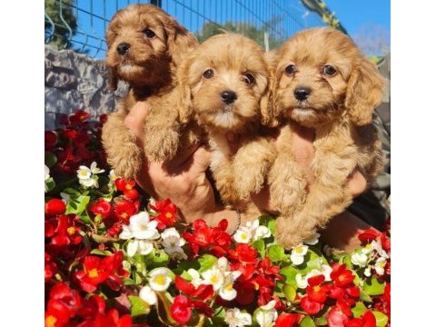 Maltipoo bebekler