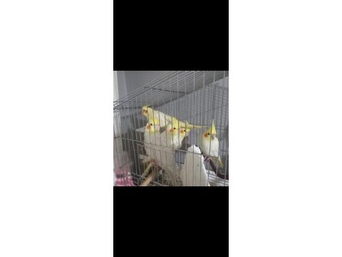 40 günlük 2 erkek bir dişi lutino sultan papağanı