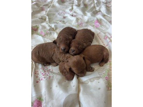 Rezerveye açık orjinal red brown poodle yavrular