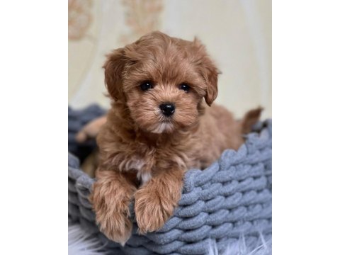 Maltipoo bebekler