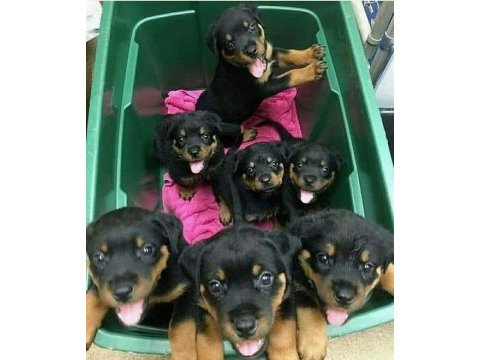 A şecereli rottweiler yavrular