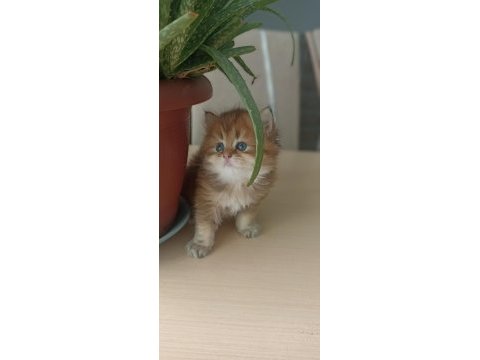 Gold kitten british longhair